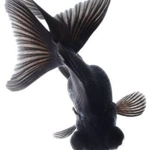 Meet your Posher, Parnell